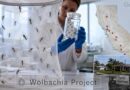 Millones de insectos machos con bacteria Wolbachia buscan frenar el dengue y el Zika, mientras crecen dudas por operativo fallido en Florida.