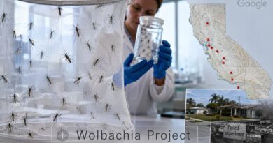 Millones de insectos machos con bacteria Wolbachia buscan frenar el dengue y el Zika, mientras crecen dudas por operativo fallido en Florida.
