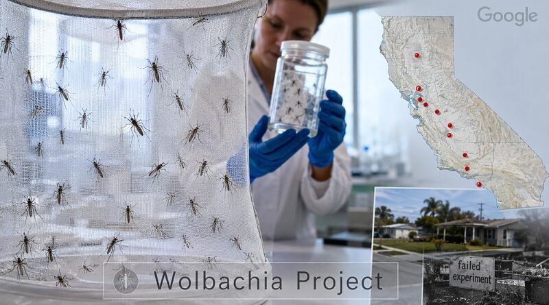 Millones de insectos machos con bacteria Wolbachia buscan frenar el dengue y el Zika, mientras crecen dudas por operativo fallido en Florida.